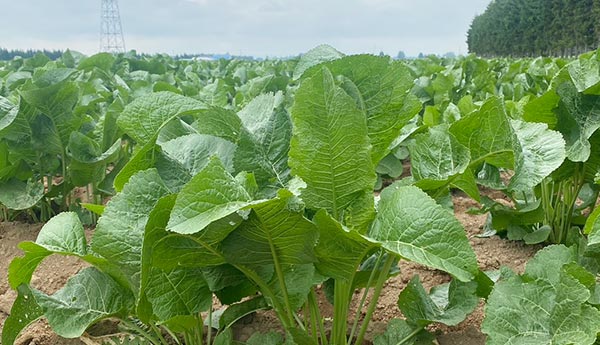 山わさびの産地情報